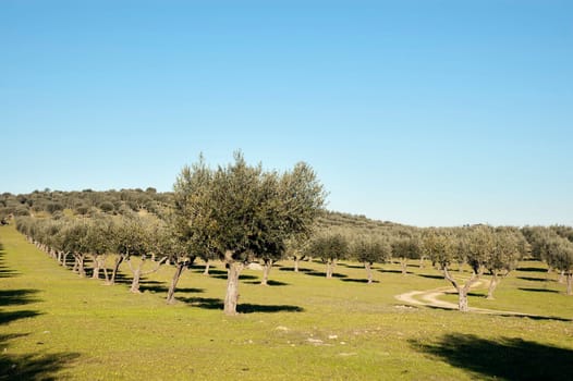 Olive grove