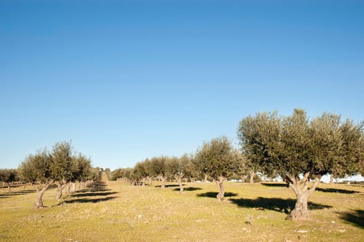 Olive grove