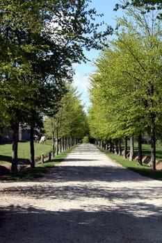 Avenue to the Château de Crosville-Sur-Douve