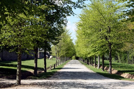Avenue to the Château de Crosville-Sur-Douve