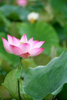 lotus flower blossom in asia