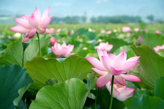 lotus flower blossom in Asia