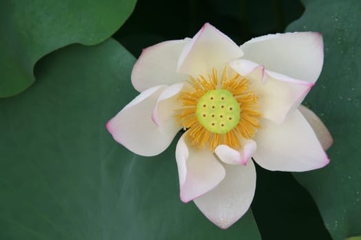 lotus flower blossom in Asia