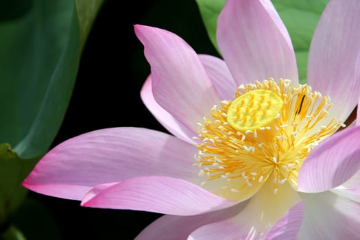 Close upof a lotus flower blossom
