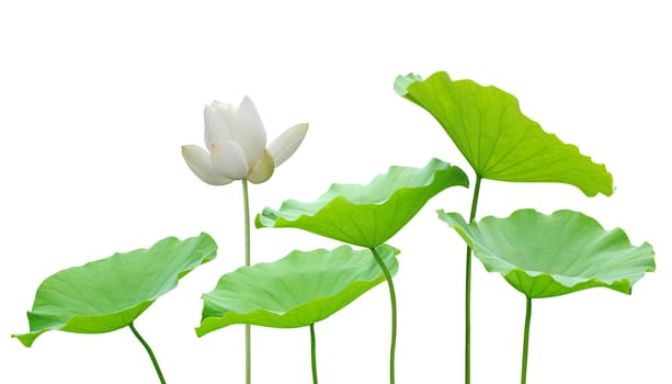 White lotus and leaf on white background