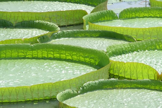 Victoria Regia - the largest water lily