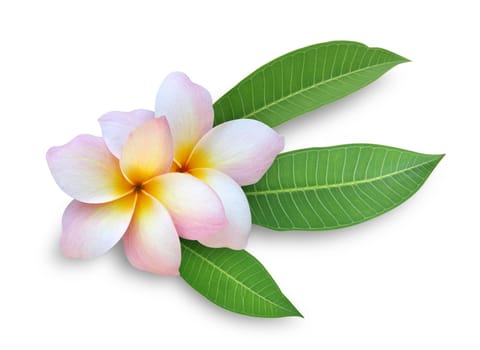 Two Frangipani flowers