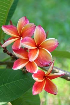 Frangipani (Plumeria)