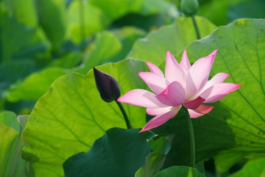lotus flower blossom in Asia