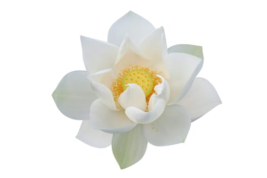 White lotus on white background