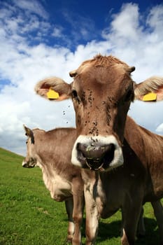 two cattle in the pasture