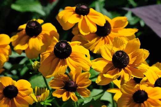 Coneflower Forest 1