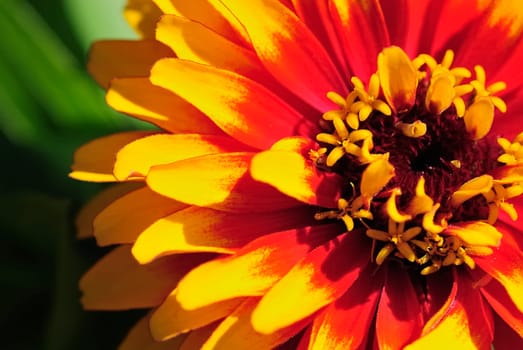 Flowering 12