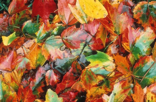 Overhead view of colorful autumn leaves of various colors are lying on the ground after having fallen from a tree. Horizontal shot.