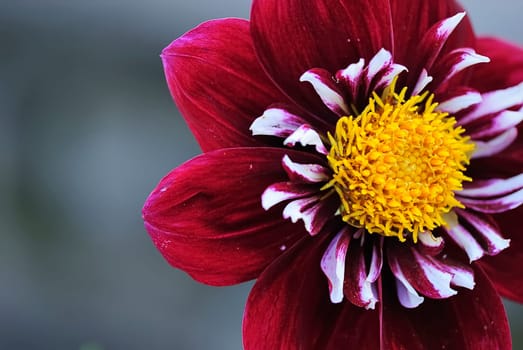 Blossom 19