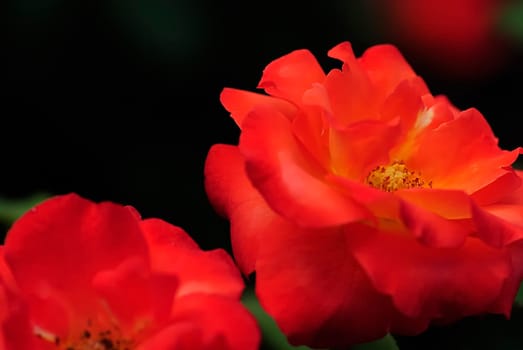 roses 27