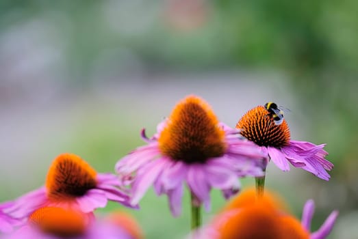 Sun hat with bumblebee 2
