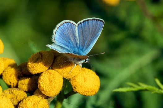 Blue - Lycaenidae