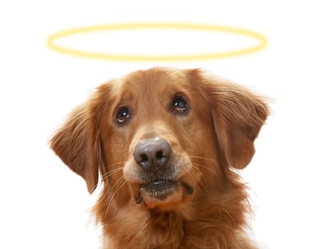 a Golden Retriever dog on a white background, wearing a halo
