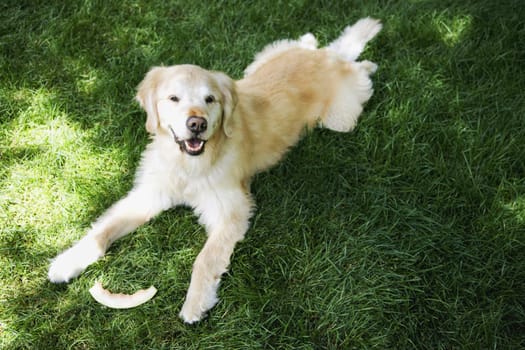 A dog is lying in the shade on the grass looking at the camera. Horizontal shot.