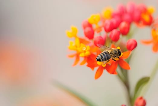 Bee 1