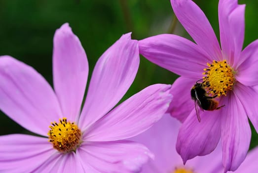 Pollen bumblebee 3