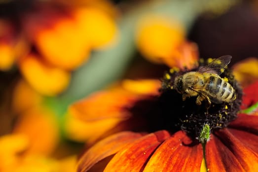 Bee on coneflower 2