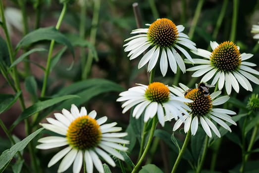 Pollen bumblebee 9