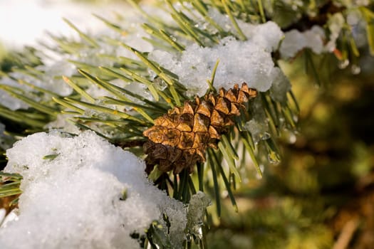 Pine cone covered in snow and ice, Quebec, Canada