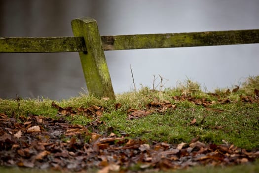 Moss on fence