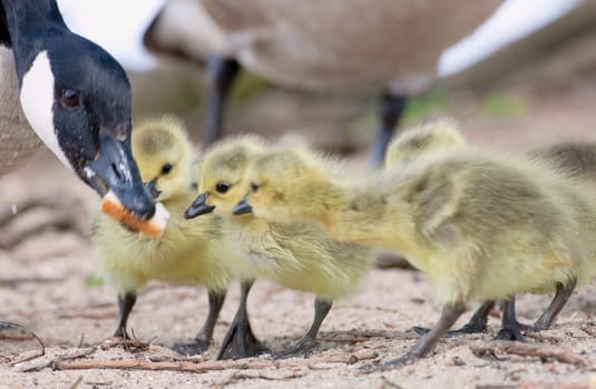 Goose feeding goslings