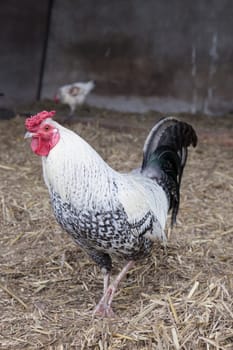 Chicken