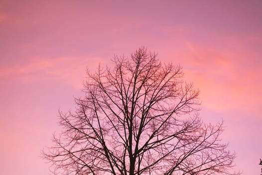 Silhouette of tree at sunset