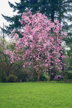 Tree blooming