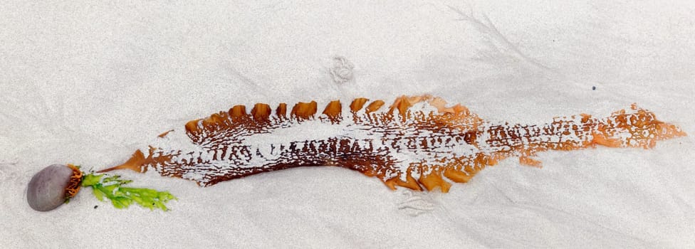 Seaweed, Isle of Iona, Scotland