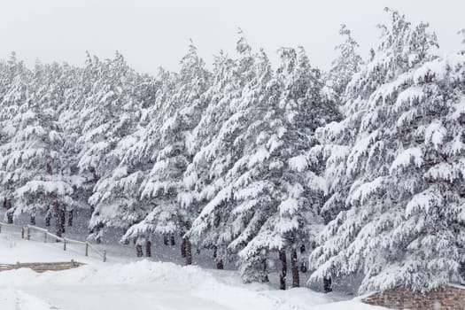 Pine trees covered by snow