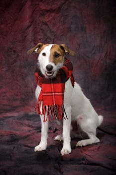 Dog with a scarf