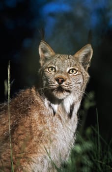 Lynx (Felis lynx)