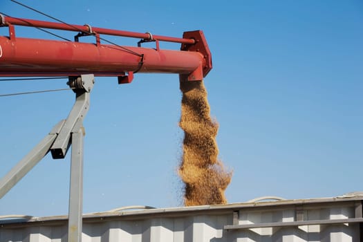 Loading harvested wheat into truck, Alberta, Canada