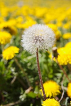 Close-up of seeding dandelion, Alberta, Canada