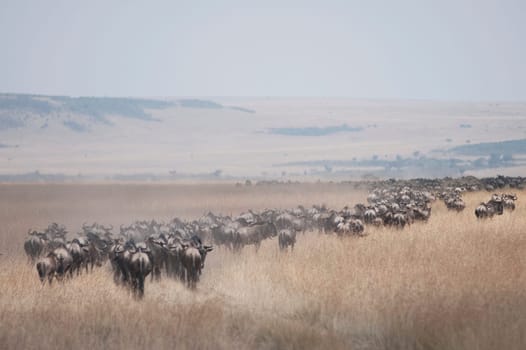 Migrating herd of wildebeest, Masai Mara, Kenya, Africa