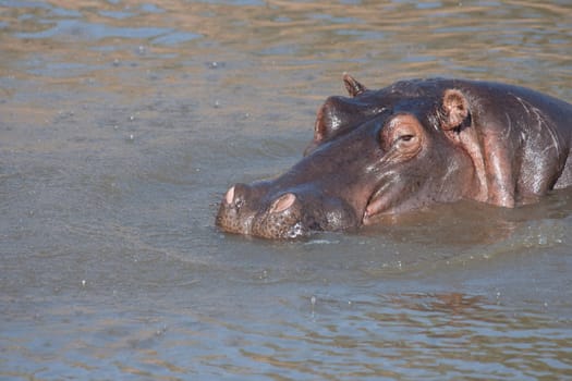 Hippopotamus in water, Masai Mara, Kenya, Africa