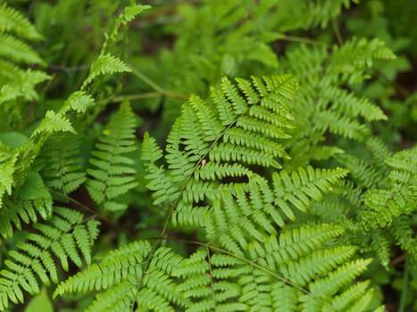 Fern leaves