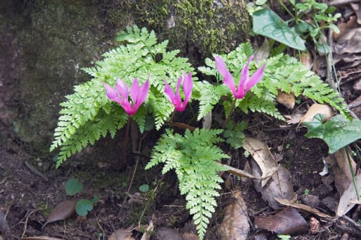 Purple orchids and ferns, Corsica, France