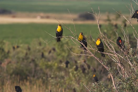 alberta, canada three yellow-hooded black birds (chrysomus icterocephalus) on a shrub branch