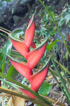 Close-up of tropical flower, Maui, Hawaii, USA