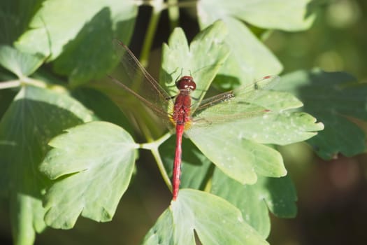 Dragonfly perched on leaf, Calgary, Alberta, Canada