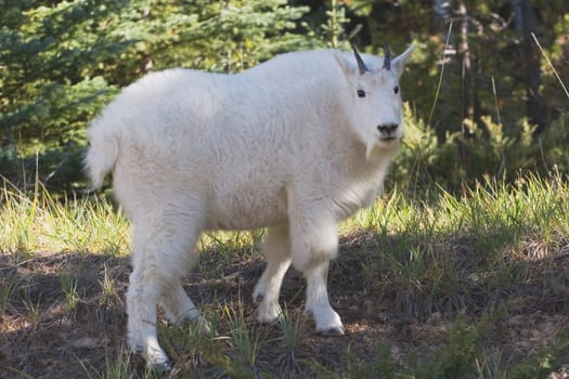 jasper national park, alberta, canada a mountain goat (oreamnos americanus)