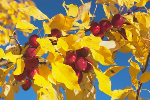calgary, alberta, canada crab apples on a tree with yellow leaves in autumn