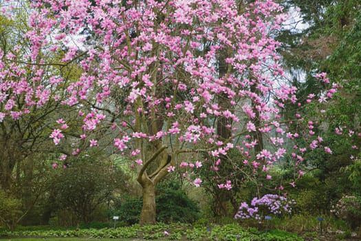 Blossoming tree